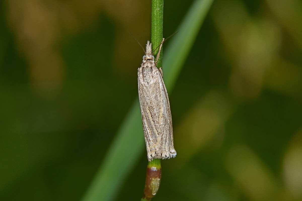 Crambidae N 3 - Crambus lathoniellus